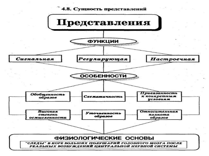 Теоретические основы речи. Физиологическая основа представления. Физиологическая основа представления в психологии. Особенности физиологические основы представлений. Основы представления.