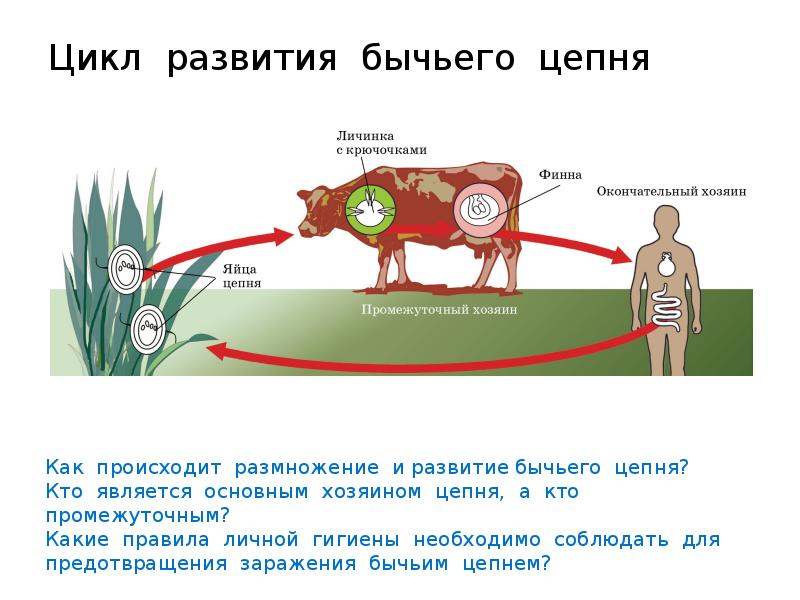 Карликовый цепень промежуточный хозяин