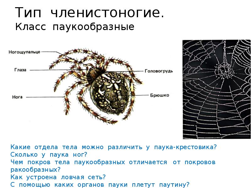 Членистоногие паукообразные