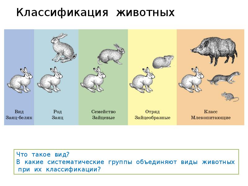 Роды животных классификация