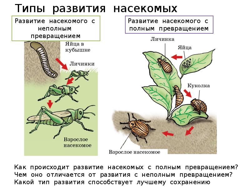 Полное и неполное развитие насекомых. Развитие насекомых с полным превращением. Типы развития насекомых таблица. Цикл с полным превращением. Взрослая стадия развития насекомых.