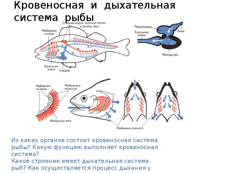 Кровообращение рыбы схема