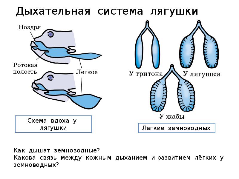 Схема дыхания лягушки