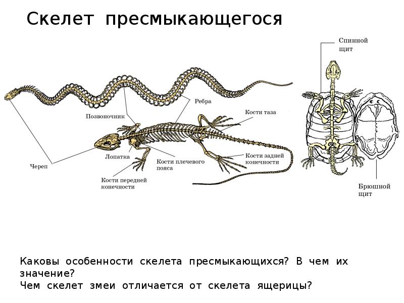 Позвоночник рептилий