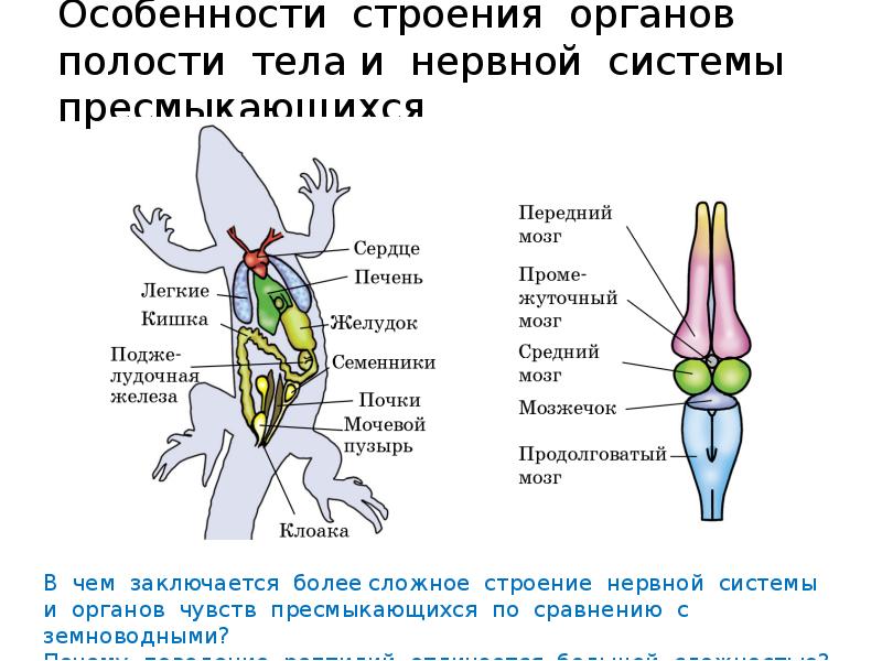 Дыхание земноводных осуществляется благодаря