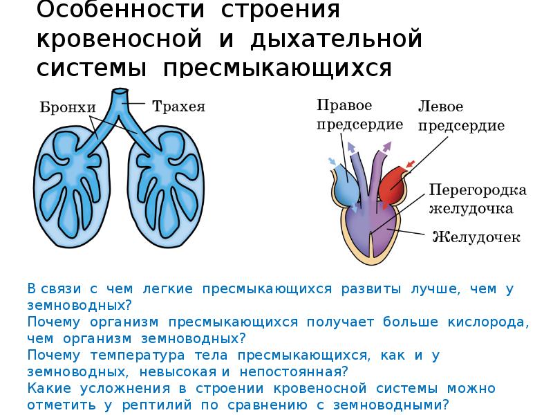 Кровеносная система рептилий таблица