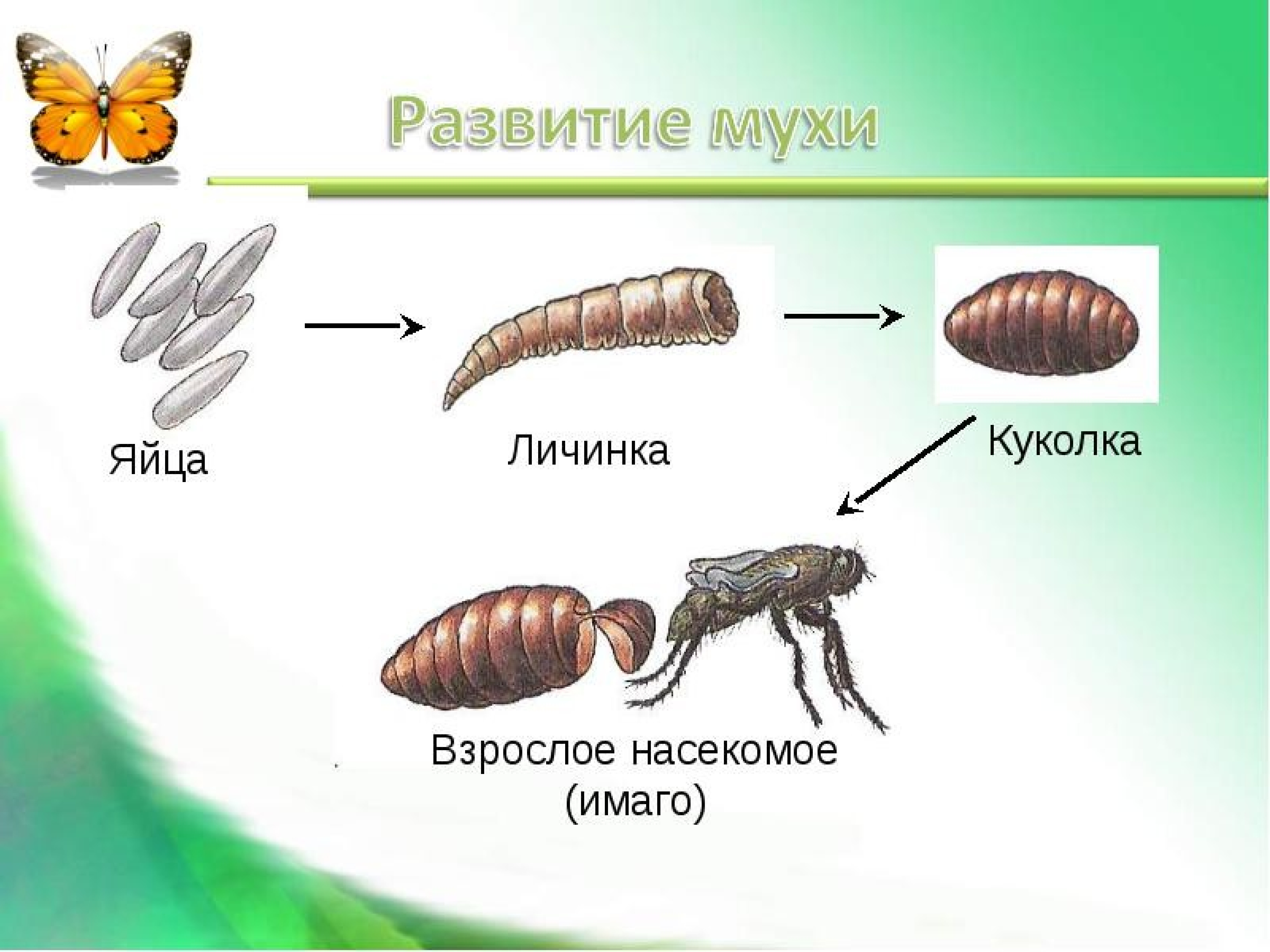 Размножение насекомых. Яйцо личинка Имаго. Личинка куколка Имаго. Стадии развития мухи. Яйцо личинка куколка взрослое насекомое.