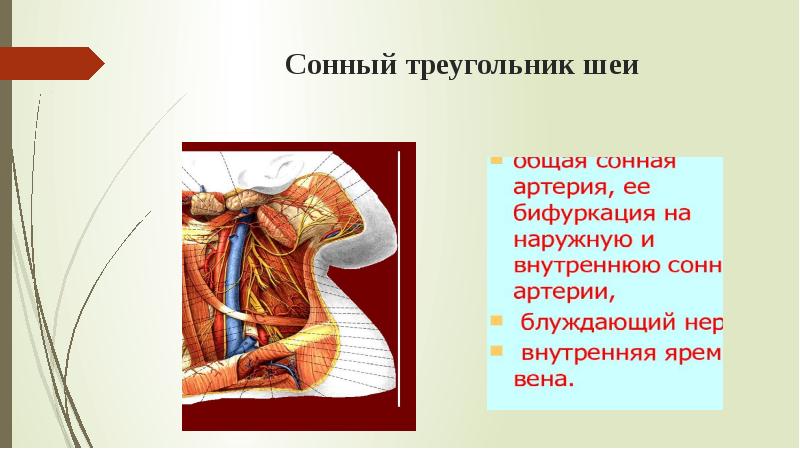 Анатомия шеи презентация