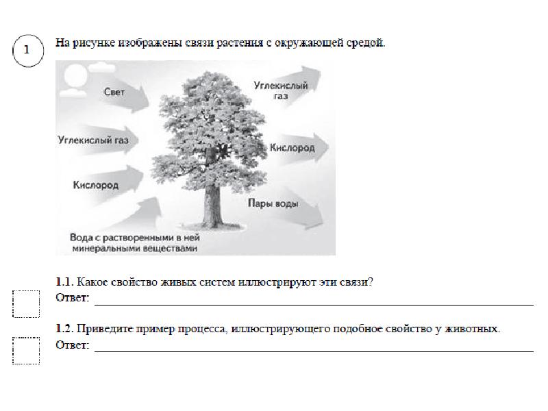 Годовой проект по биологии