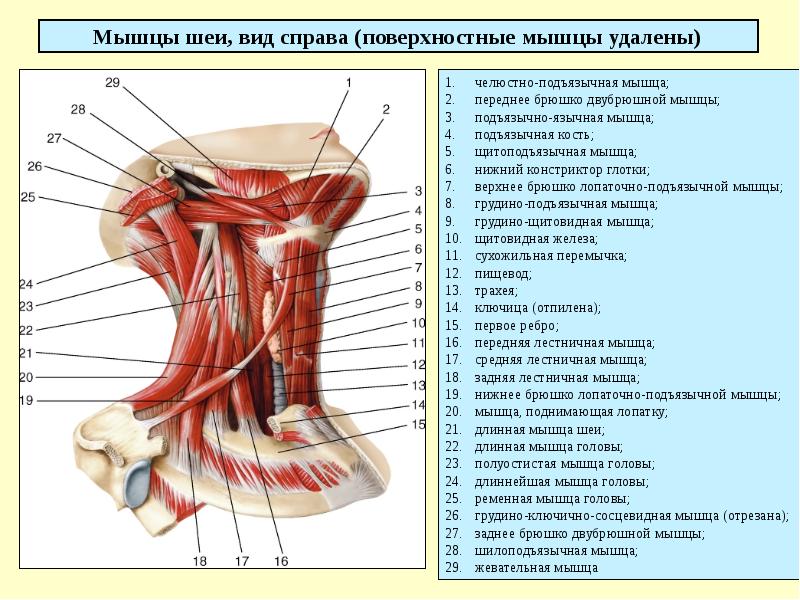 Строение шеи человека: анатомия шейных мышц и позвонков