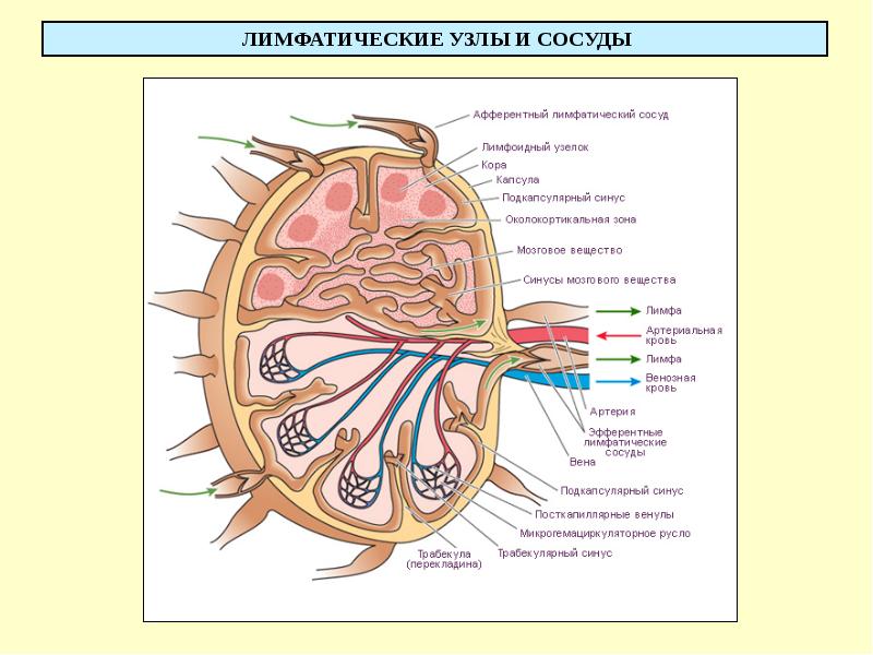 Лимфатические узлы. Лимфатическая система физиология. Лимфатические сосуды и узлы. Строма лимфатического узла. Строение лимфатической системы физиология.