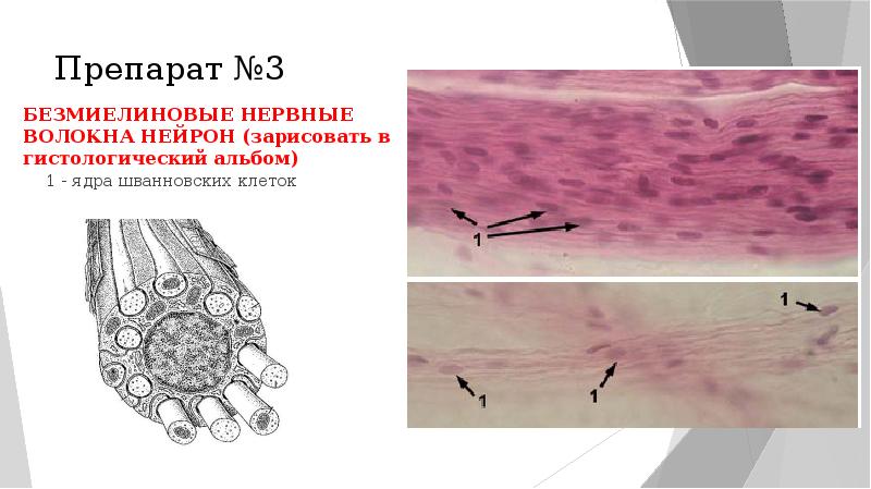 Схема строения безмиелинового нервного волокна