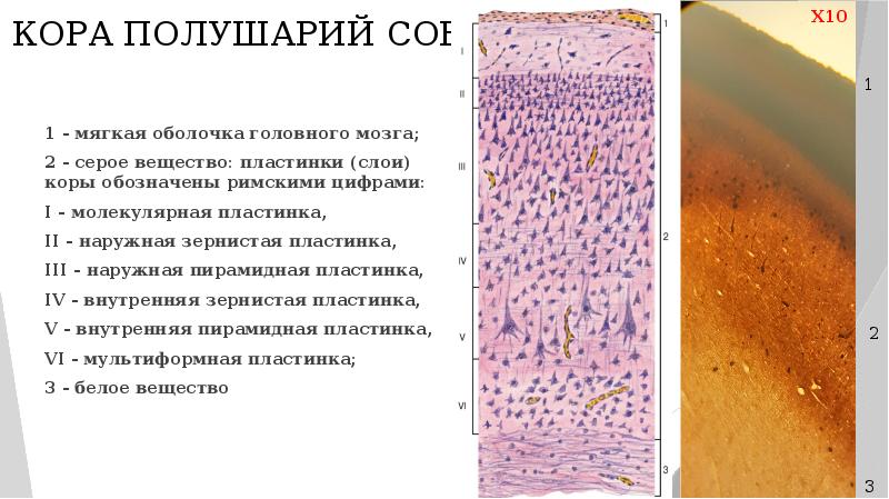 Кора больших полушарий головного мозга рисунок гистология