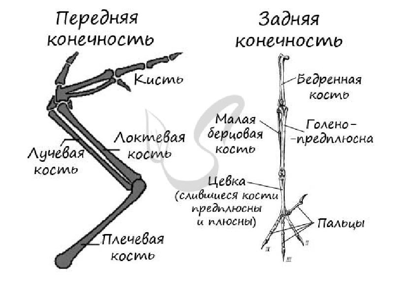 Пояс задних конечностей у птиц схема