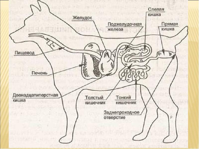 Пищеварительная система собаки рисунок