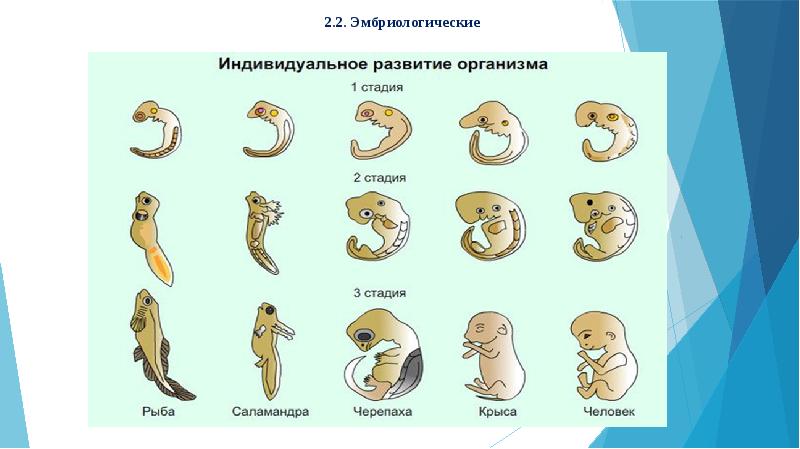 Индивидуальное развитие животных презентация