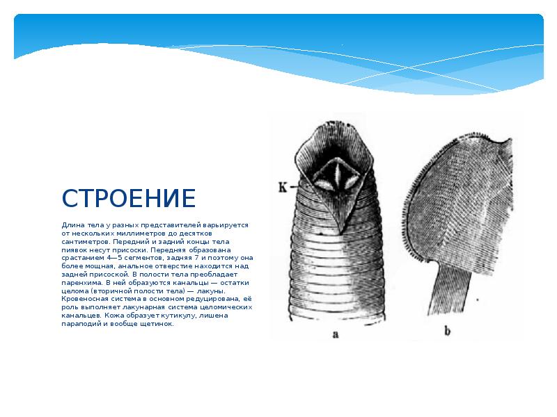 Внутреннее строение пиявки