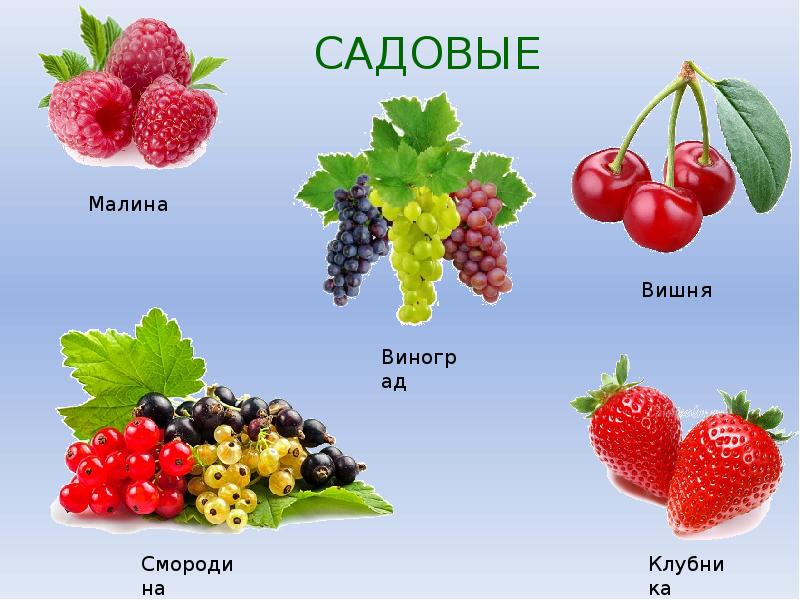 Презентация для дошкольников лесные и садовые ягоды