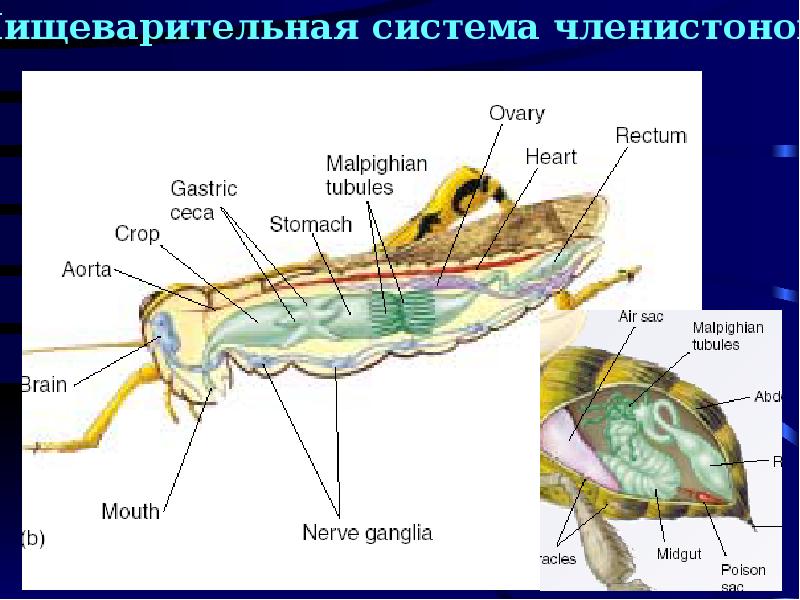 Членистоногие пищеварительная система. Пищеварительная система членистоногих. Тип Членистоногие пищеварительная система. Строение пищеварительной системы членистоногих таблица. Функции пищеварительной системы у членистоногих.