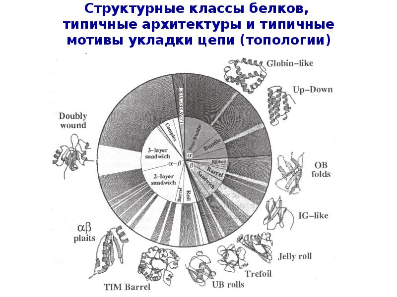 Классы белков. Мотив укладки белка.