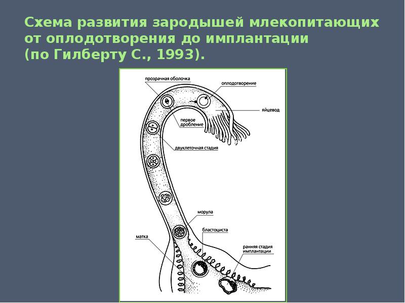 Развитие эмбриона схема