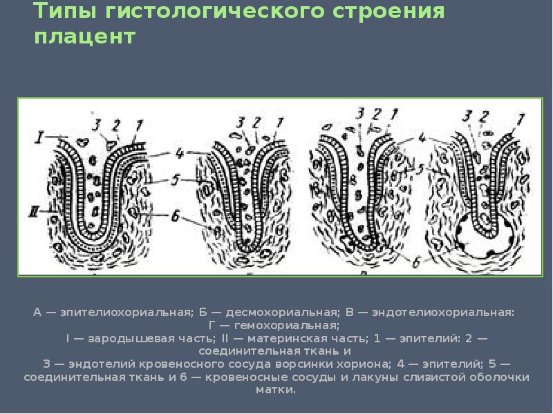 Типы плацент презентация