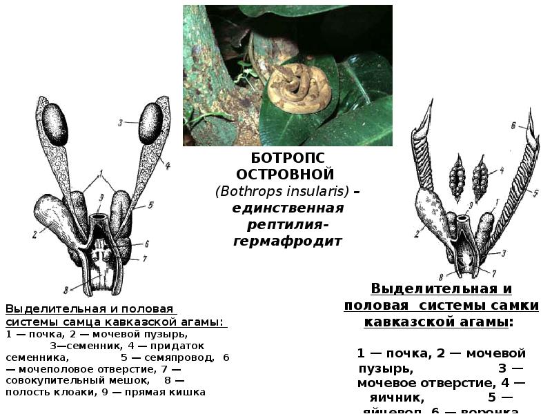 Выделительная и половая системы самца кавказской агамы:  1 — почка,