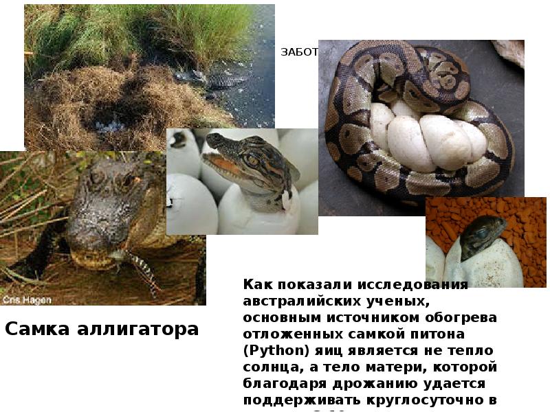 ЗАБОТА О ПОТОМСТВЕ