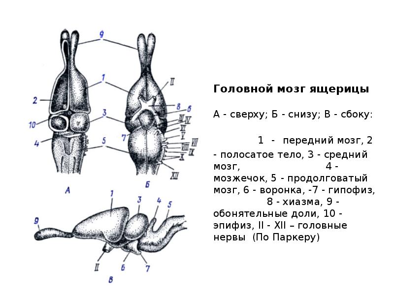 Головной мозг ящерицы    А - сверху; Б -