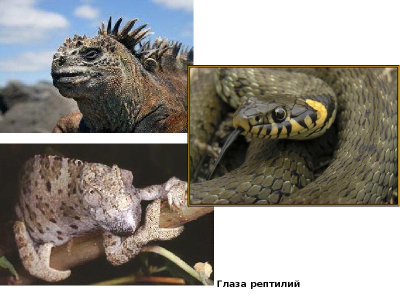 Глаза рептилий