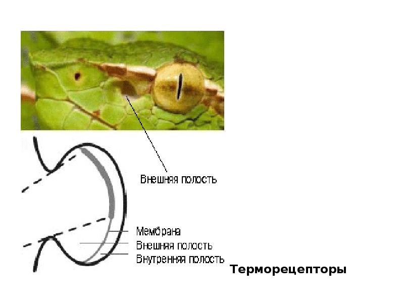 Терморецепторы