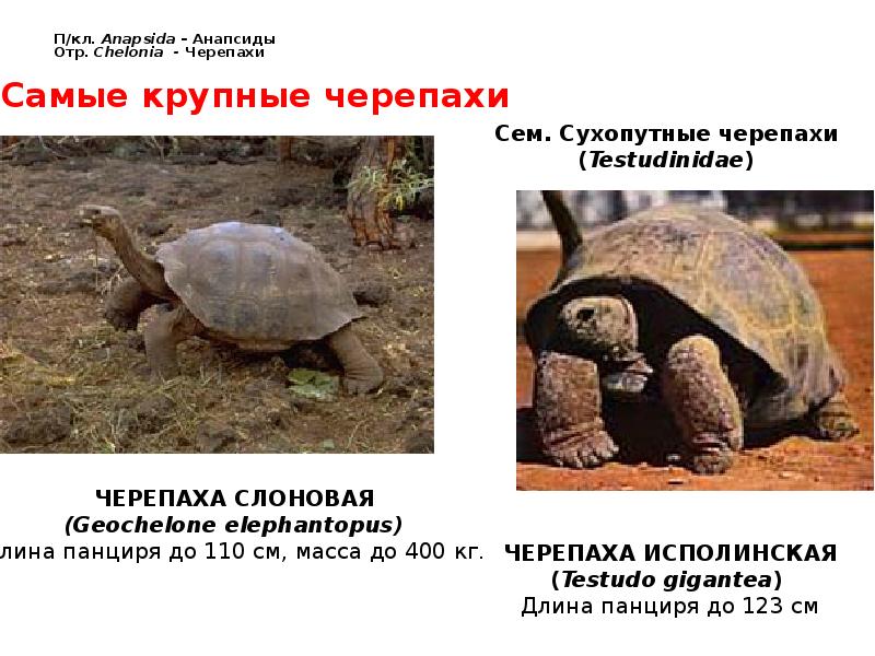 П/кл. Anapsida – Анапсиды  Отр. Chelonia - Черепахи