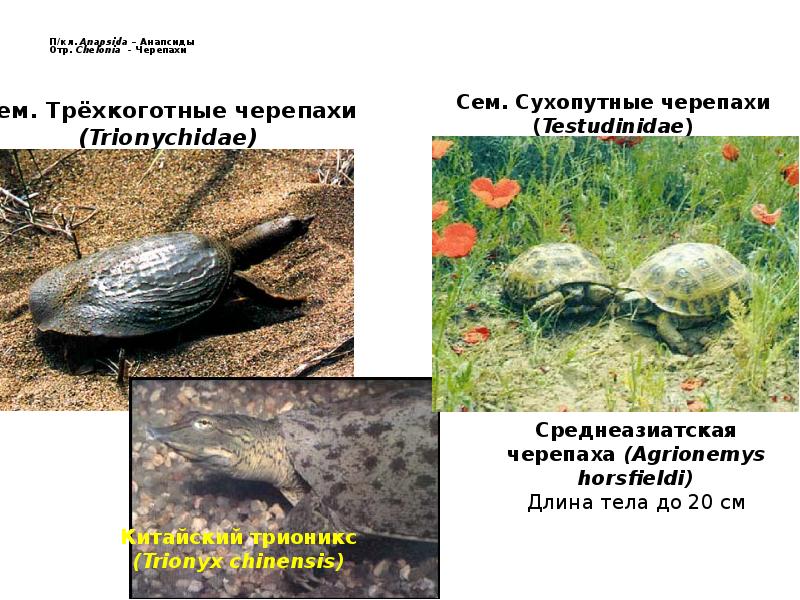 П/кл. Anapsida – Анапсиды  Отр. Chelonia - Черепахи
