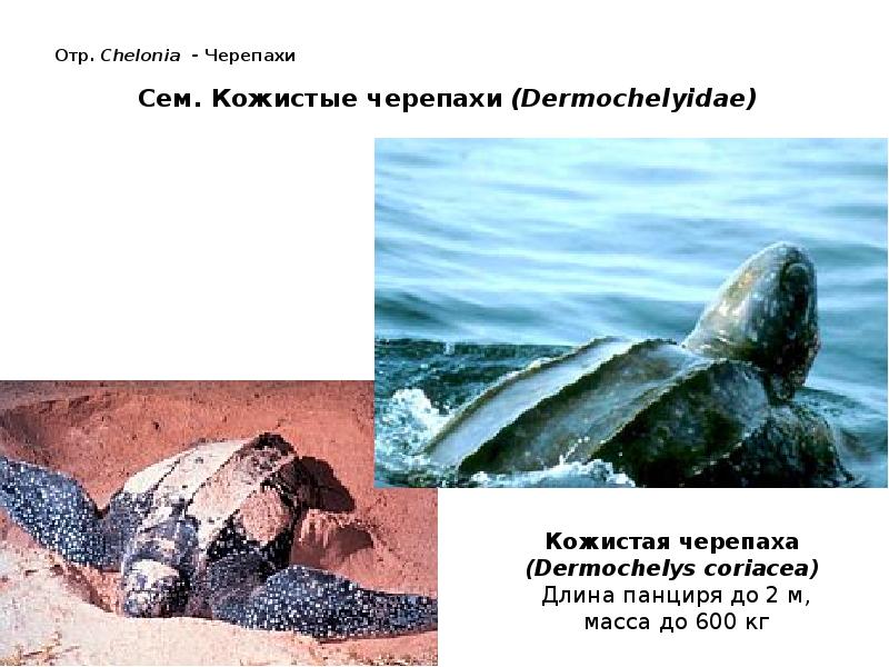 Отр. Chelonia - Черепахи