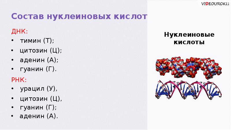 Код нуклеиновых кислот. Нуклеиновые кислоты аминокислоты. Сходство белков и нуклеиновых кислот. Строение нуклеиновых кислот таблица. Нуклеиновые кислоты состоят из аминокислот.