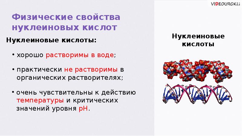 Нуклеиновые кислоты презентация по химии 10 класс профильный уровень