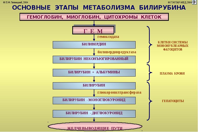 Патофизиология печени презентация