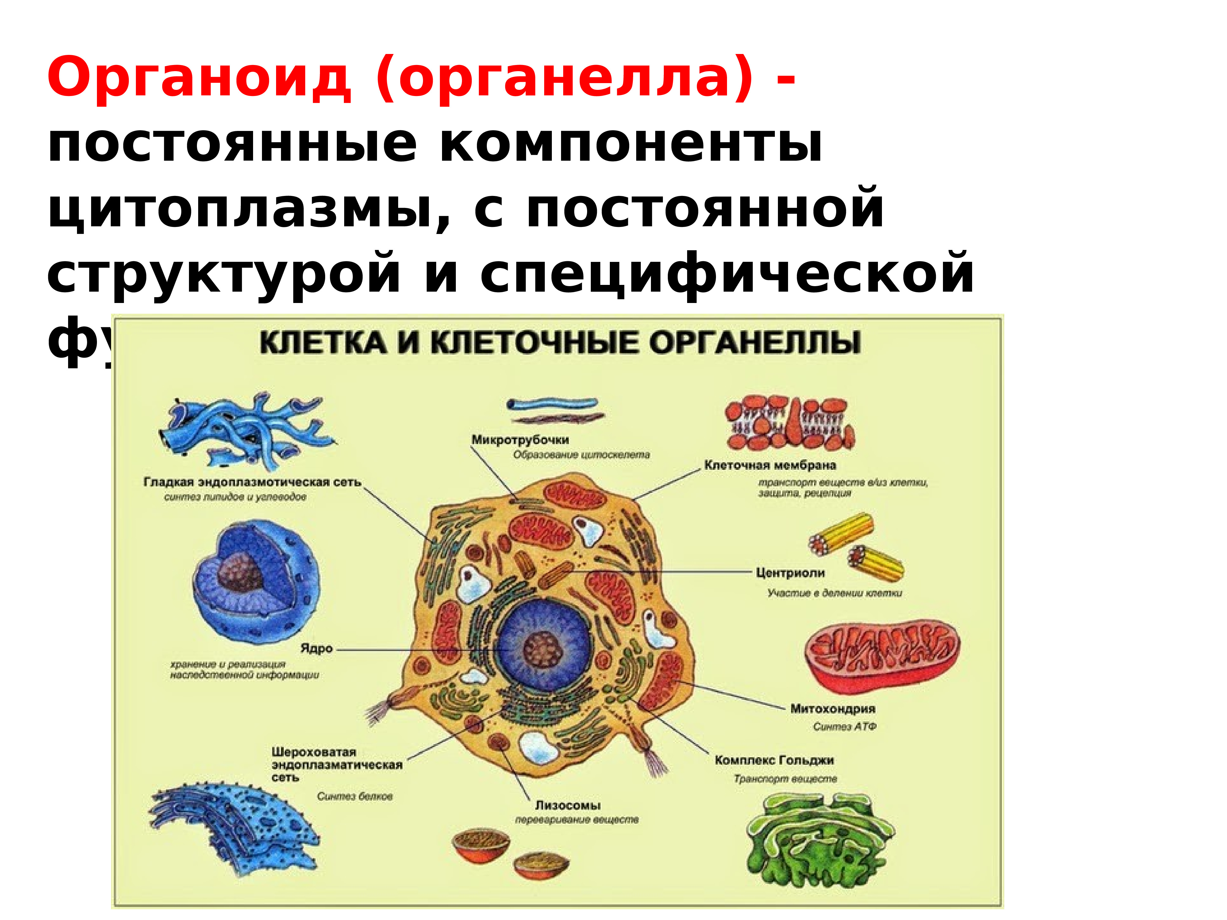 Цитология наука о клетке презентация 9 класс