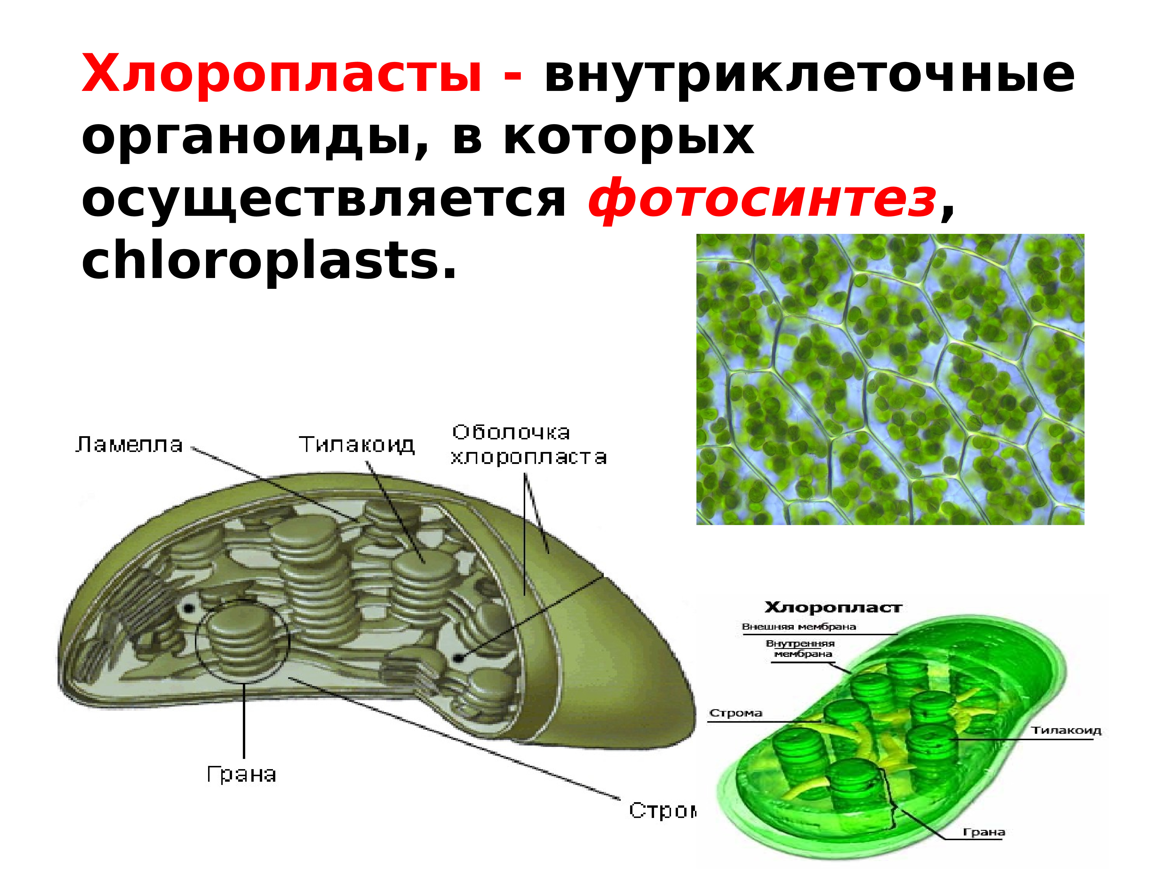 Наука о клетке