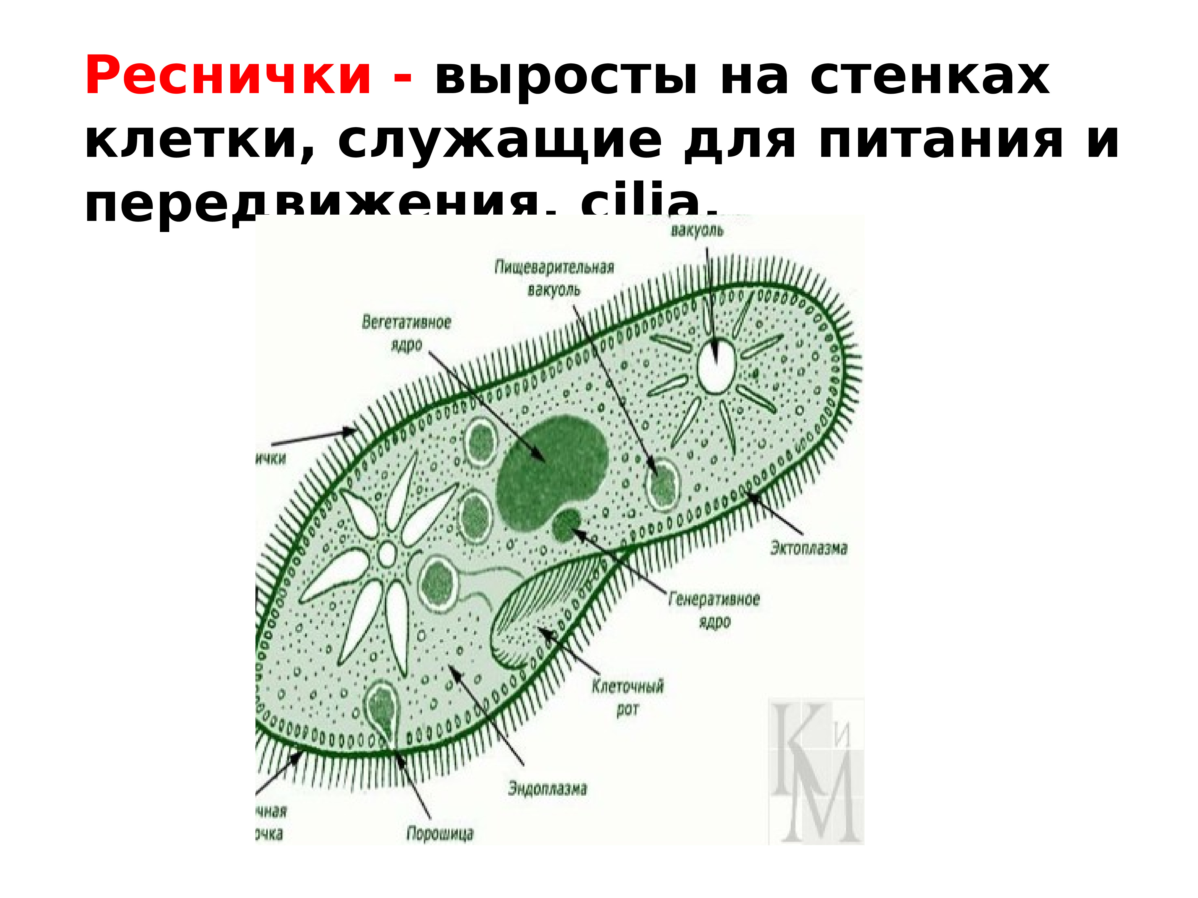 Цитология наука о клетке презентация 9 класс