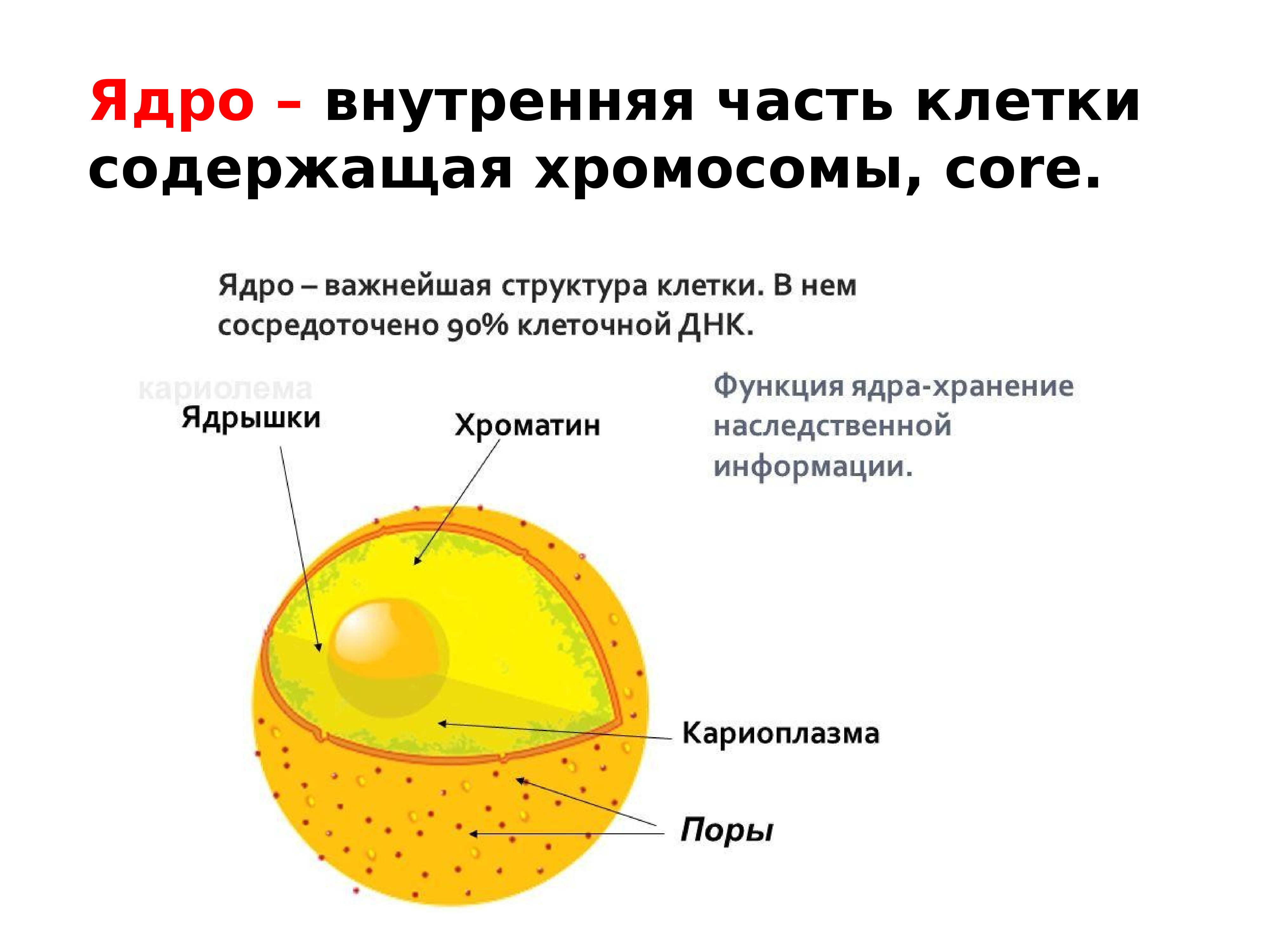 В какой части клетки расположено ядро. Строение ядра клетки. Строение ядра животной клетки. Строение ядра растительной клетки. Строение растительной клетки. Ядро и ядрышки.