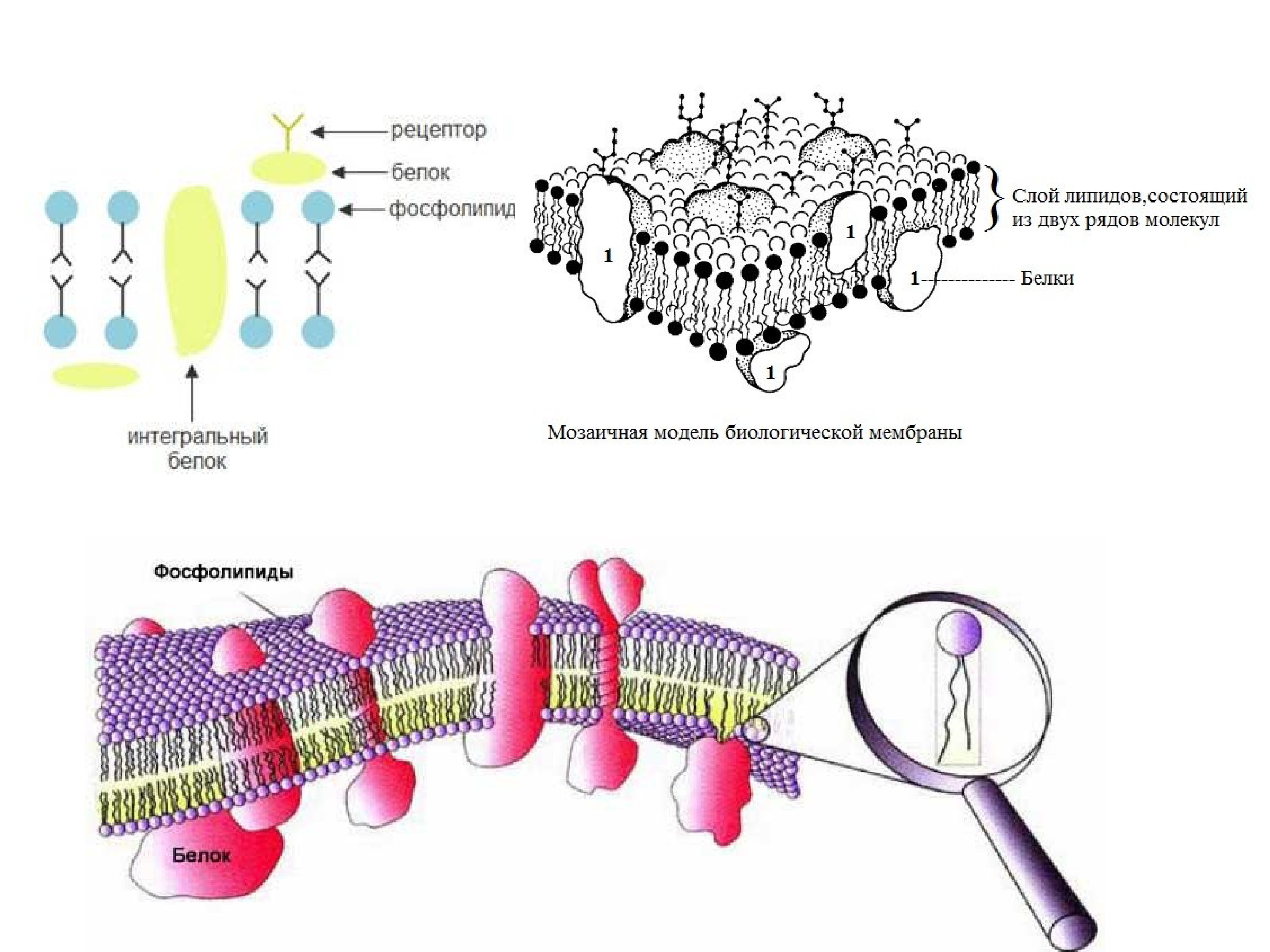Жидкостно мозаичная модель клеточной мембраны схемы