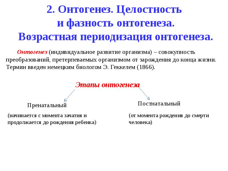 Типы онтогенеза презентация