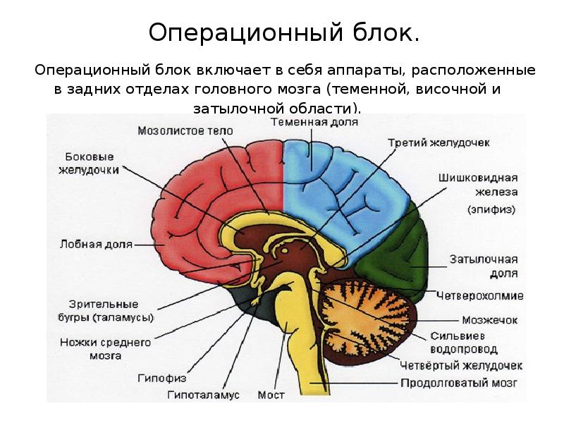 Строение и функции головного мозга. Структурный блок мозга структурно функциональная модель мозга. Функциональные отделы головного мозга. Структура головного мозга луриа. 3 Отдела головного мозга по Лурия.