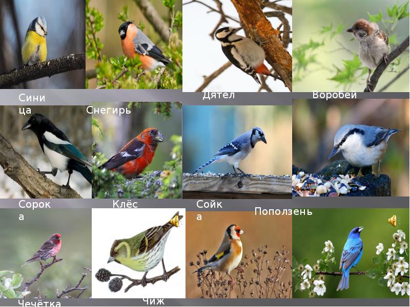 Щеглы поползни свиристели. Синица и дятел. Тут и дятел и синица снегирь. Зимующие птицы ворона, снегирь, синица, воробей. Тут и дятел и синица снегирь.