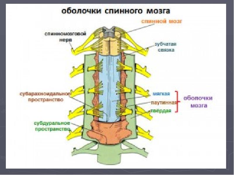 Пространства между оболочками спинного мозга. Спинной мозг окружен тремя оболочками (твердой, паутинной и мягкой). Пространства между оболочками спинного мозга. Пространства между оболочками спинного мозга. Пространства между оболочками спинного мозга.