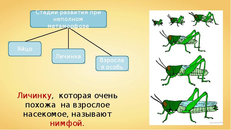 Развитие с превращением у животных презентация 10 класс