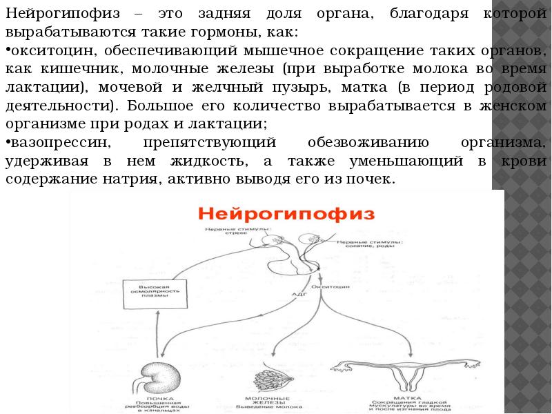 Патология эндокринной системы презентация