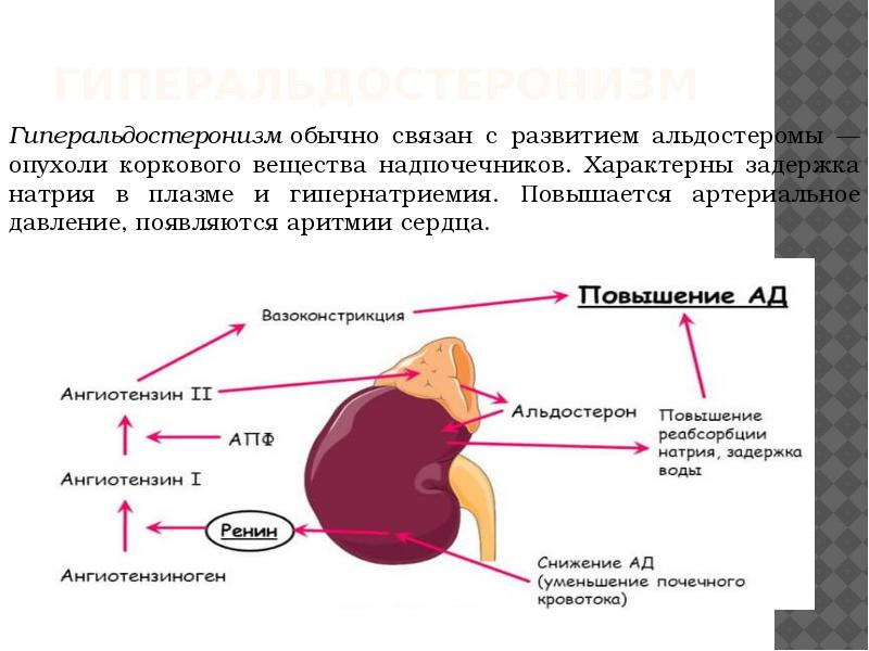 Эндокринная функция плаценты презентация