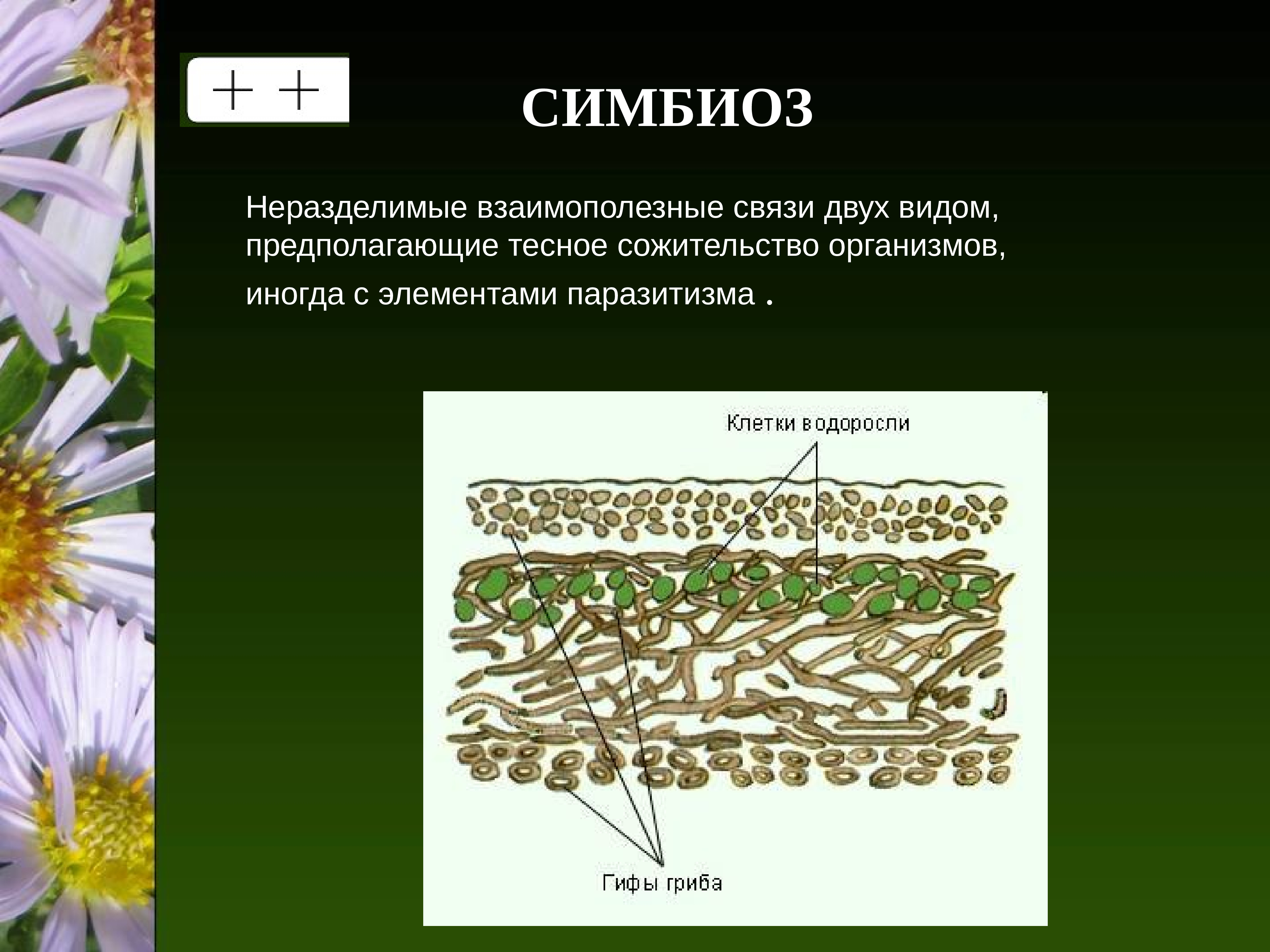 Виды сожительства организмов. Симбиоз. Взаимополезные взаимоотношения между организмами. Симбиотические виды. Взаимополезные отношения в биологии.